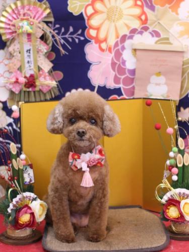 20240130フーちゃん 